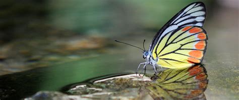 香港蝴蝶圖冊|HONG KONG BUTTERFLIES 香港蝴蝶 